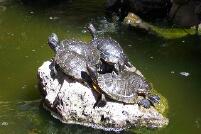 Turtles